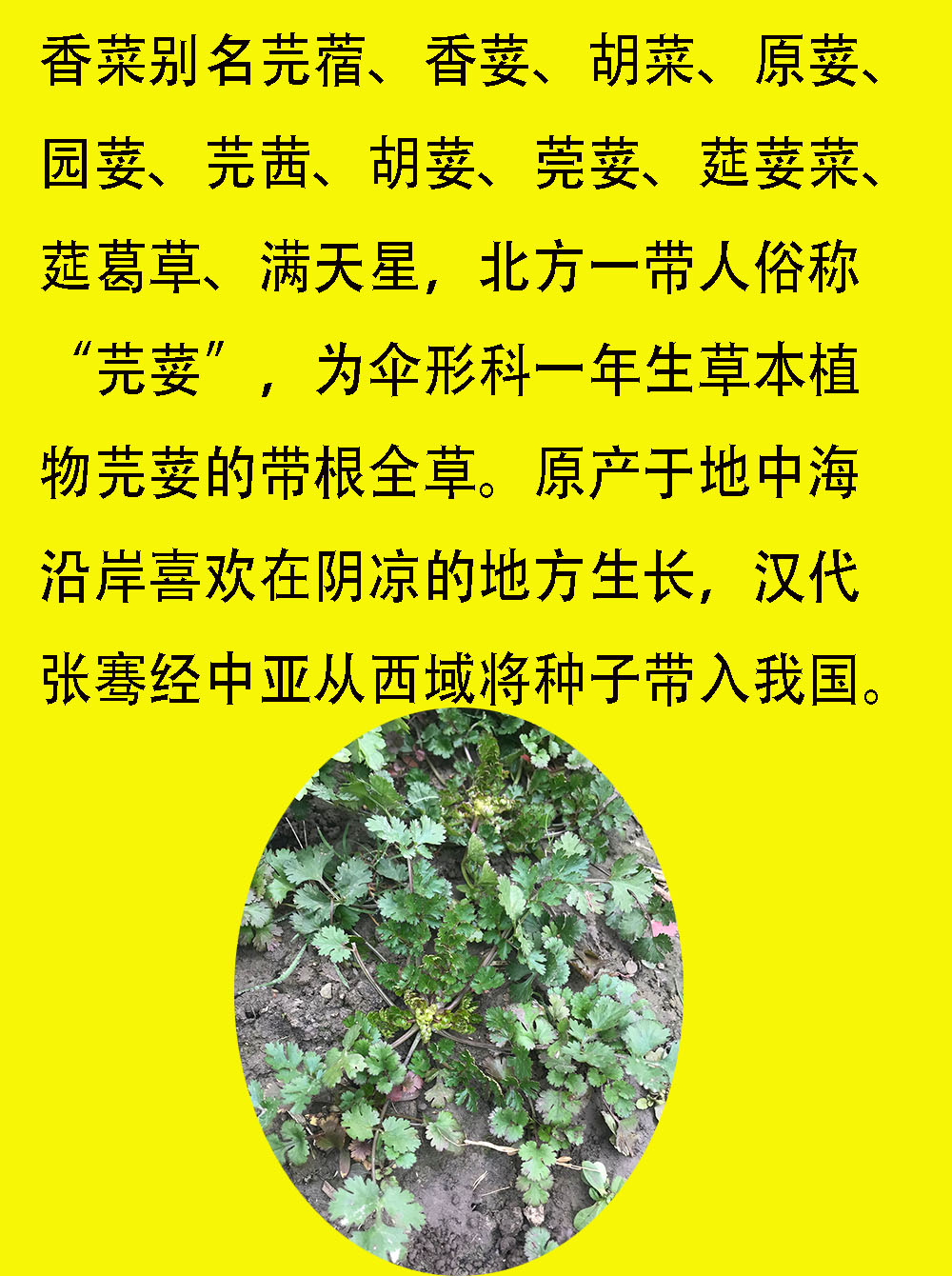 皇冠信誉 农产品自家种植露天新鲜蔬菜 香菜季节蔬菜江苏东台250g