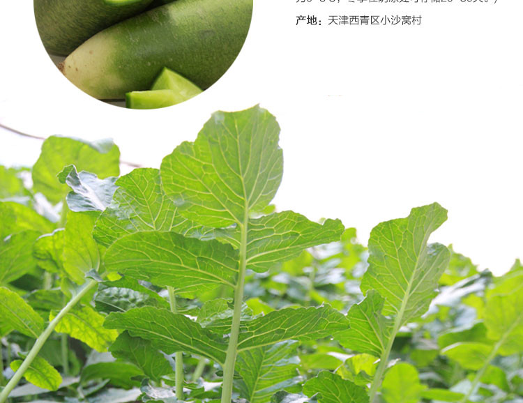 正宗小沙窝萝卜天津农产品新鲜蔬菜青绿脆甜水果非潍坊县包邮
