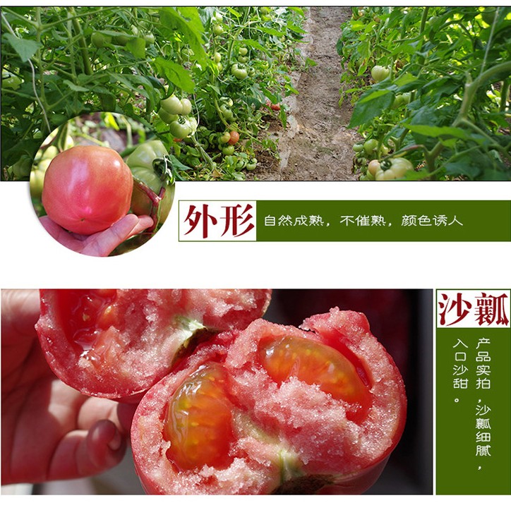 西红柿番茄现摘自家山东菏泽农产品无激素蔬菜5斤包邮新鲜洋柿子