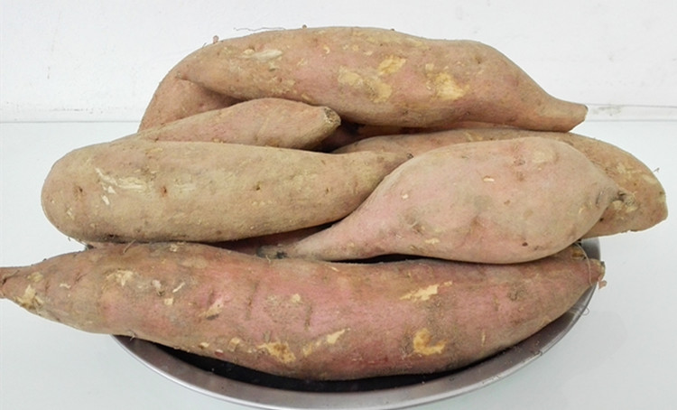 2016福建农家自种产品 新鲜地瓜生番薯 龙岩连城地瓜甜红薯2500g